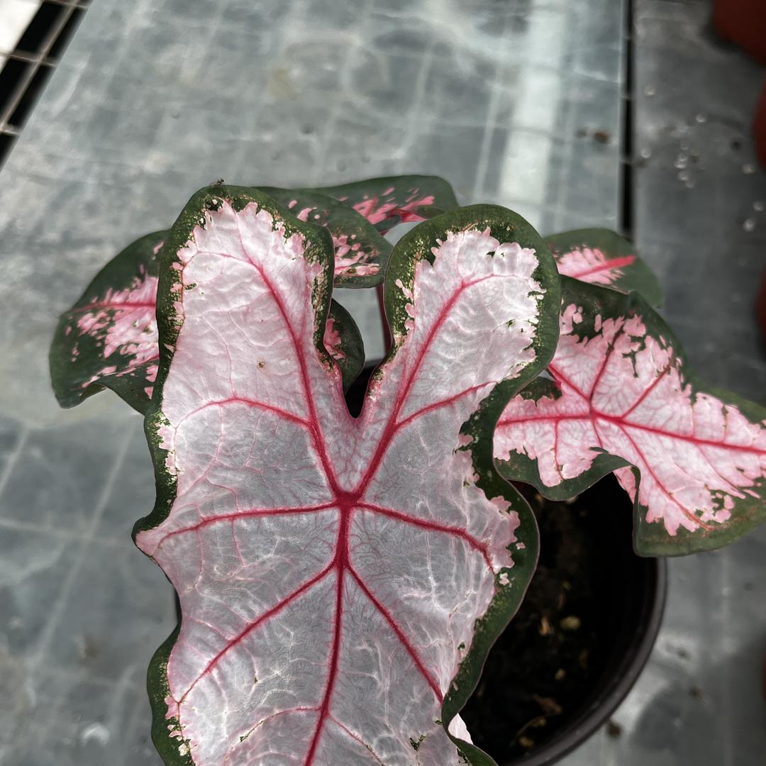 邻家花园叁号