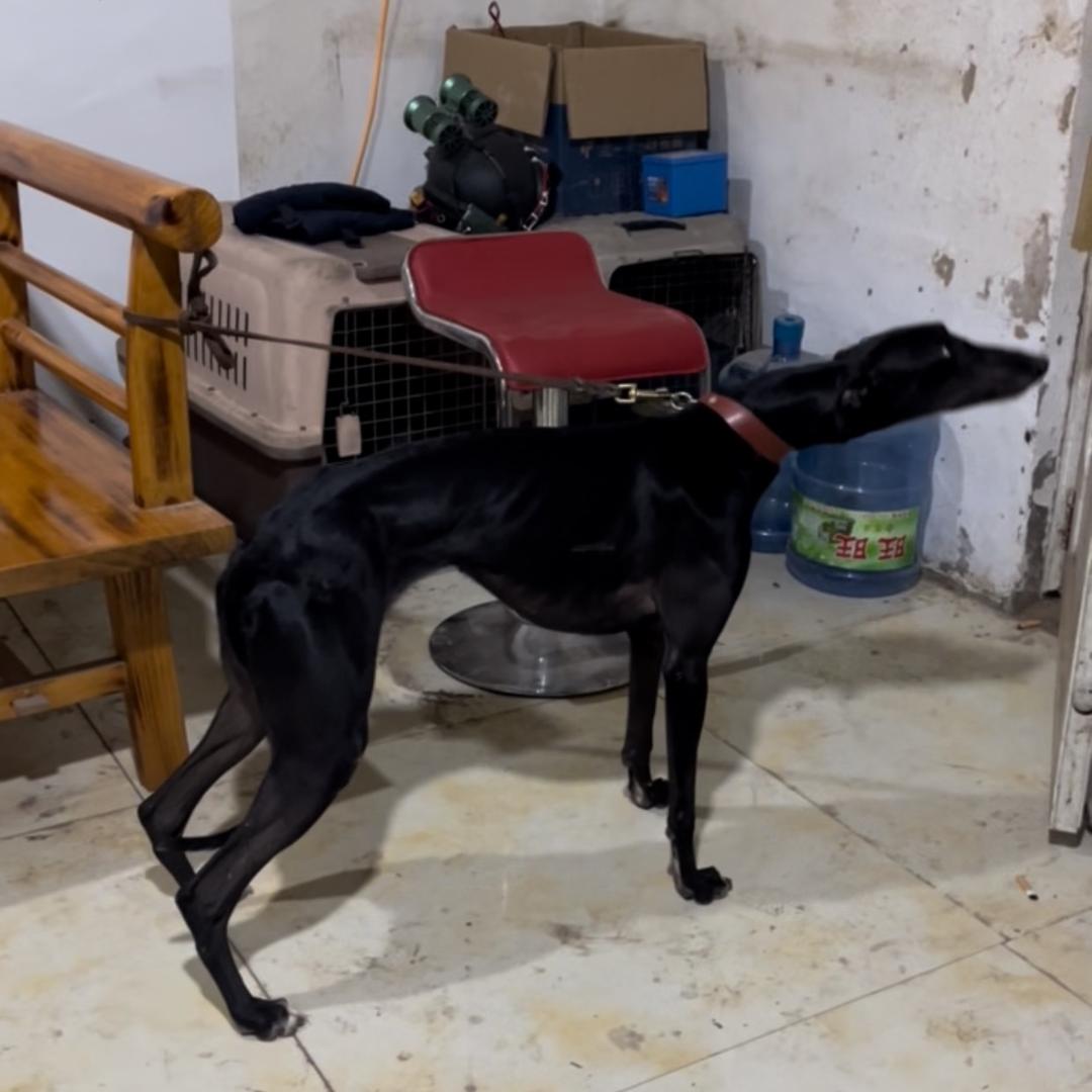 猎犬大射