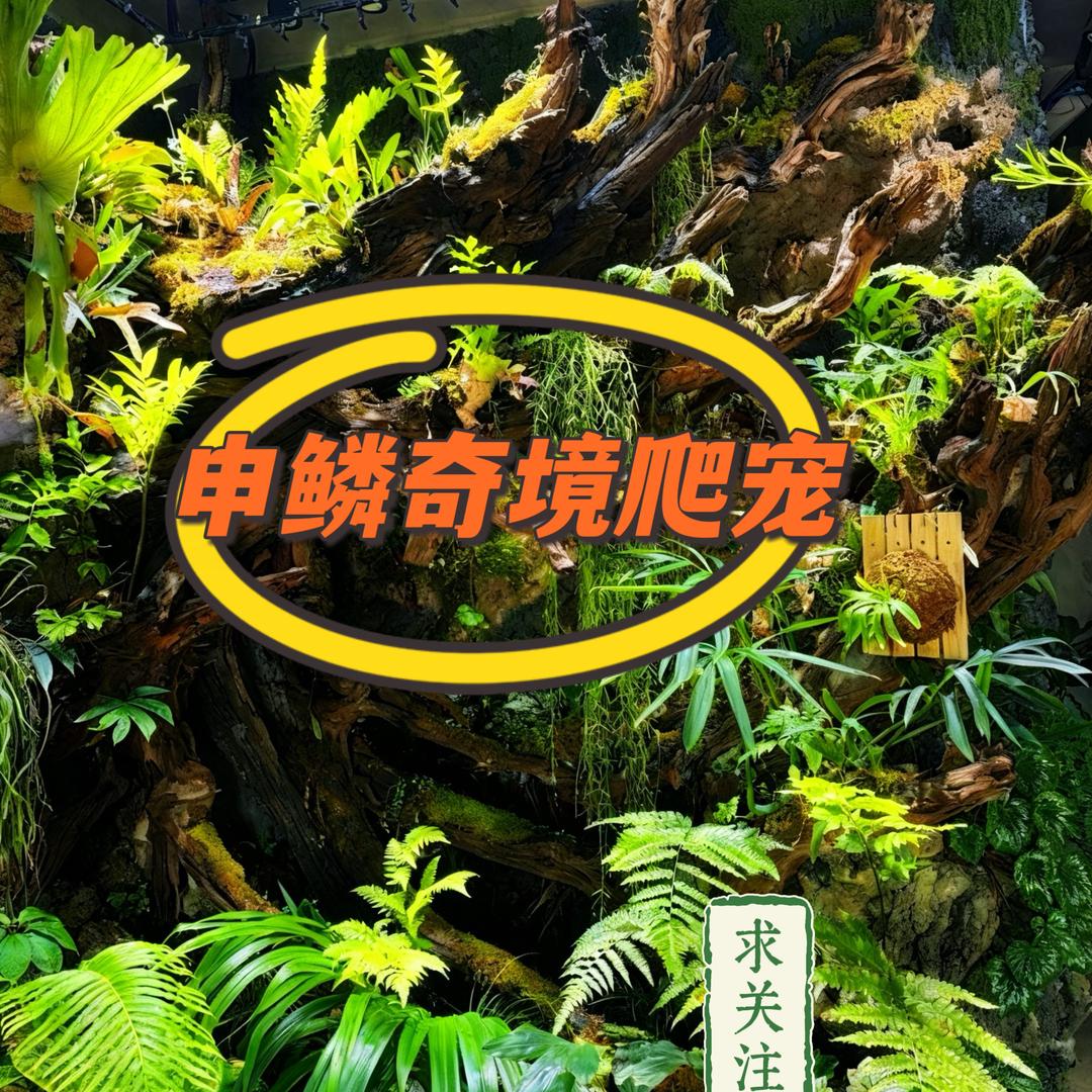 申鳞奇境爬宠店