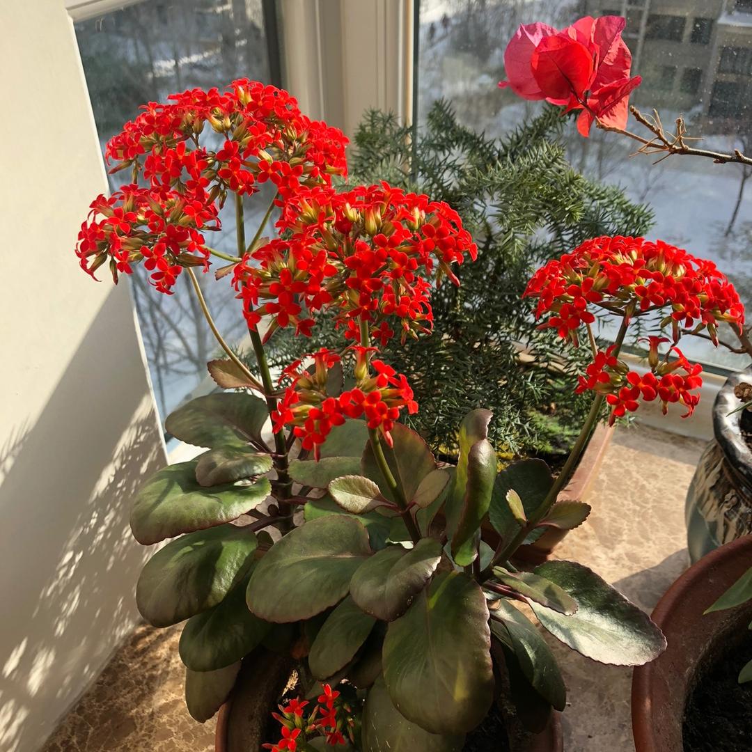 银百合