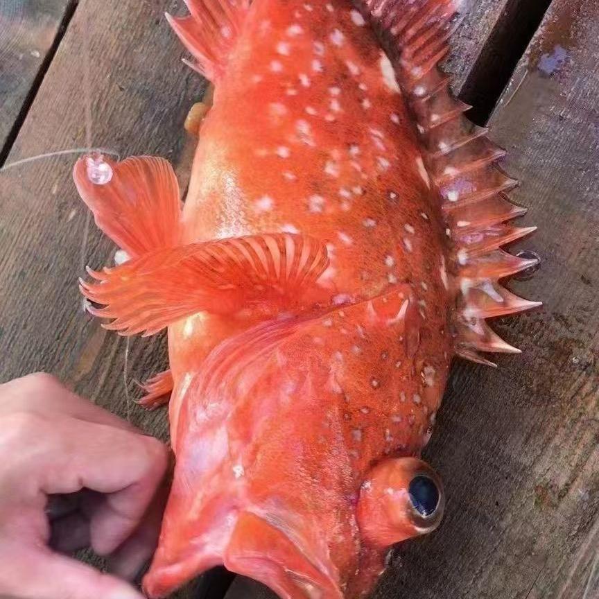 麦兜