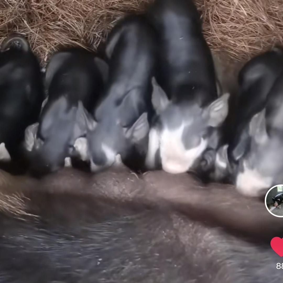 云南普洱景东巴克夏黑猪养殖