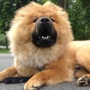 狮子王🦁️