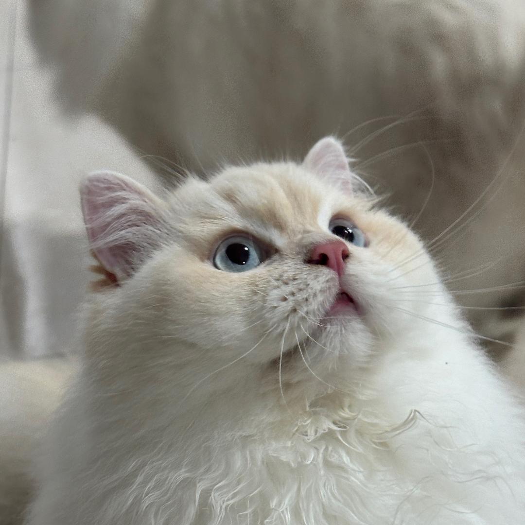 爱吃咸鸭蛋的猫