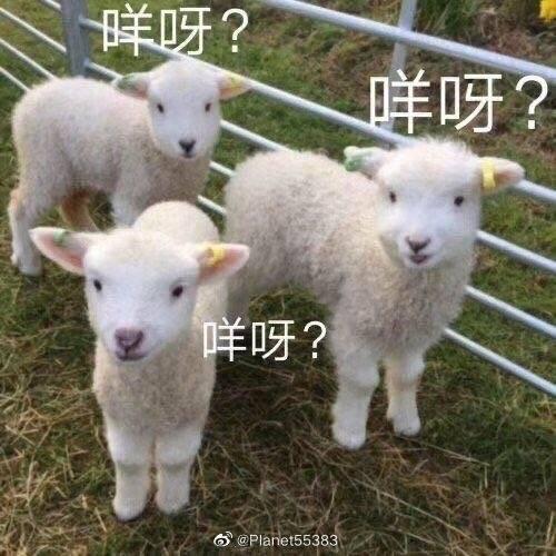 小羊猪西🐑