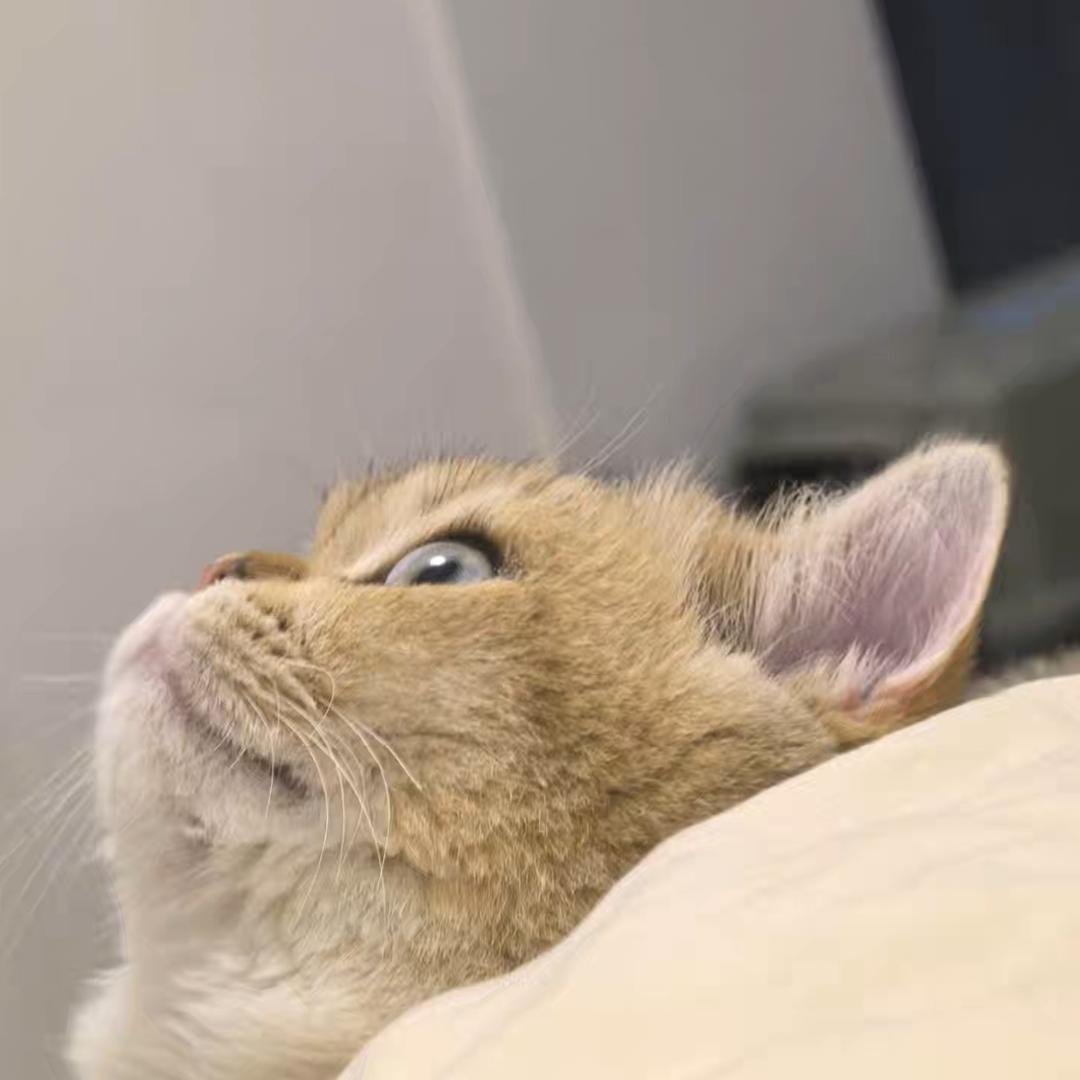 汤姆荔波圆