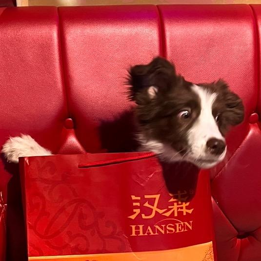 （边牧贲奔日常）ﻩﻩ