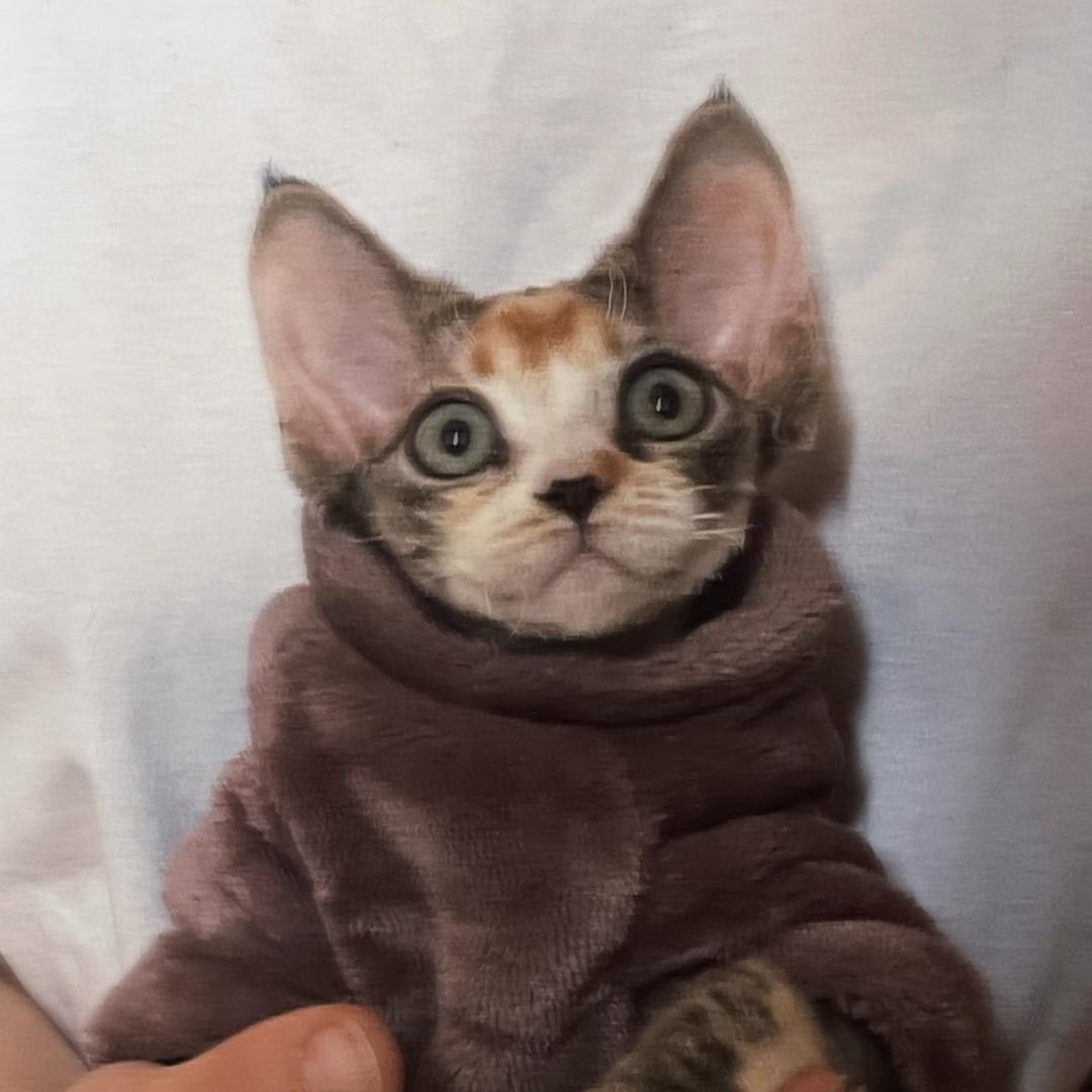 咖啡铺家的德文猫