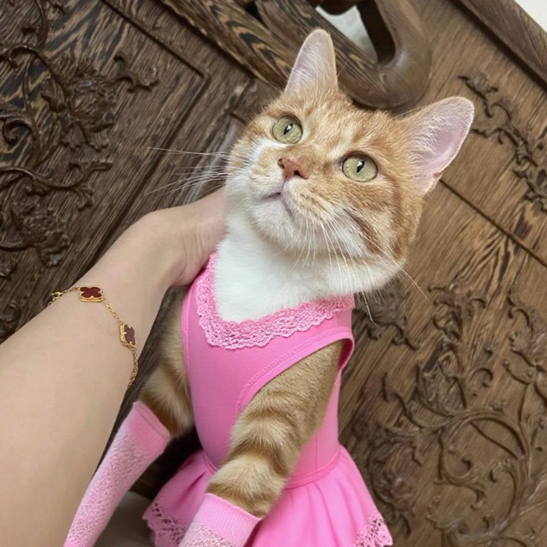 墨子曾曾