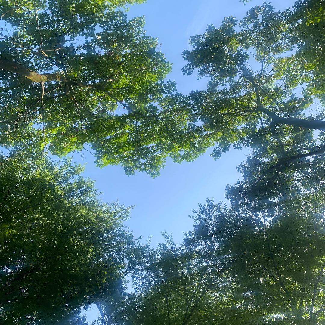 茂茂在自律