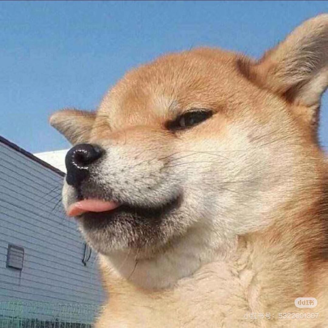 开su7的快乐小狗