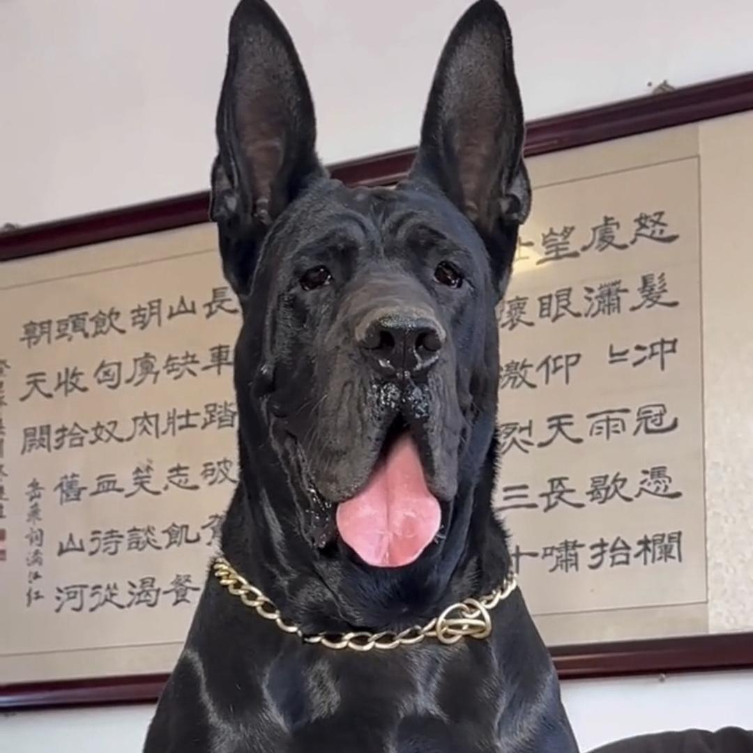 腾达狼犬