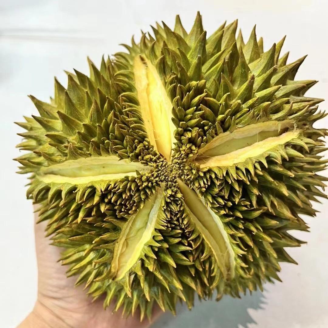 果园豆豆返乡第一年