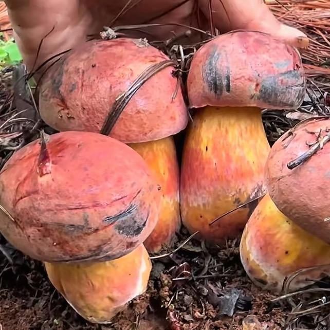 爱捡菌的小源🍄