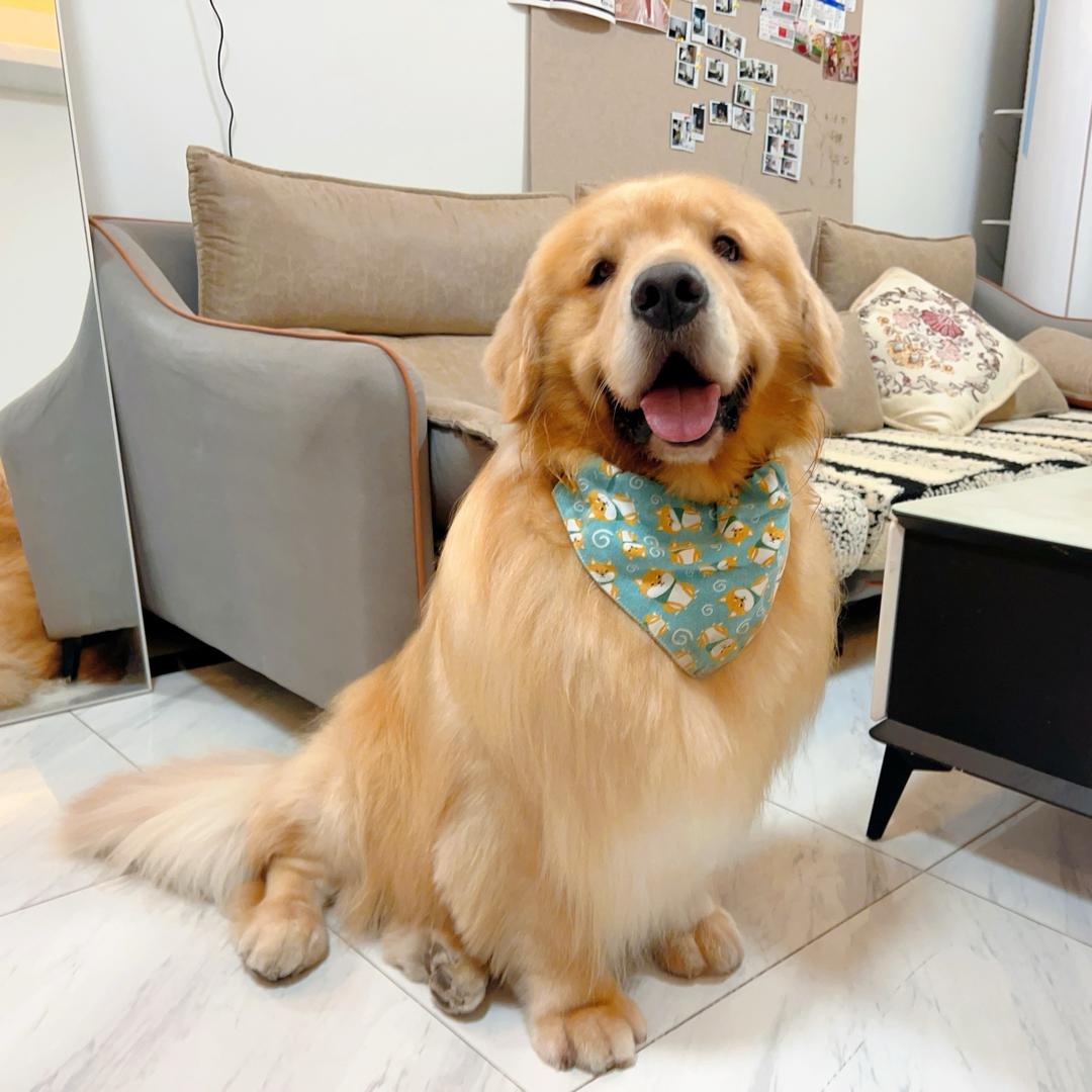 J-拌粉是只小金毛