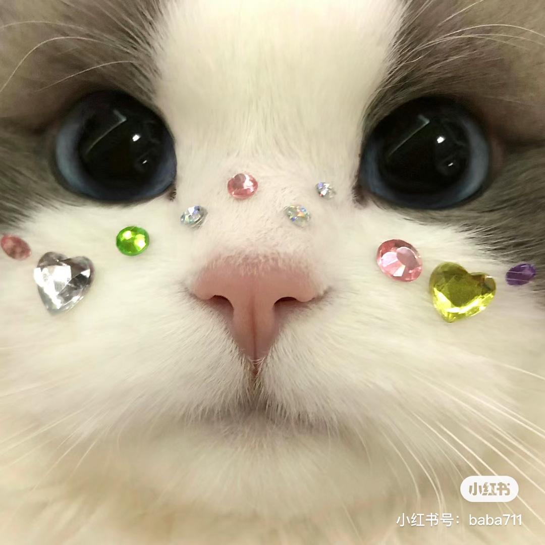 卷卷蛋