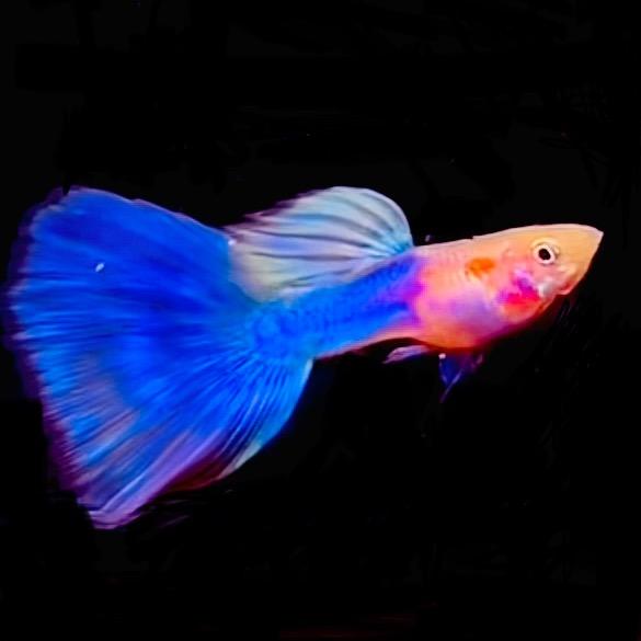 鱼水情缘水世界