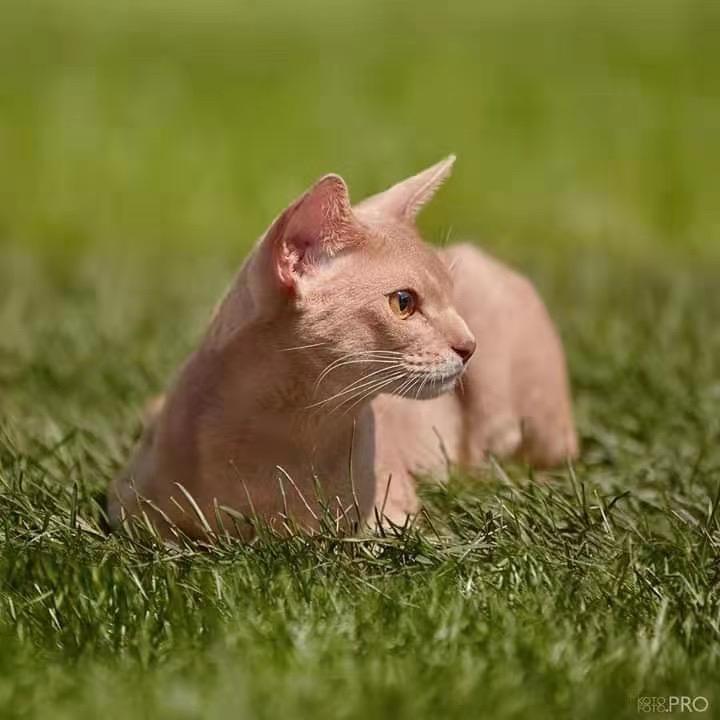 😈法老宫殿·阿比西尼亚-猫眼