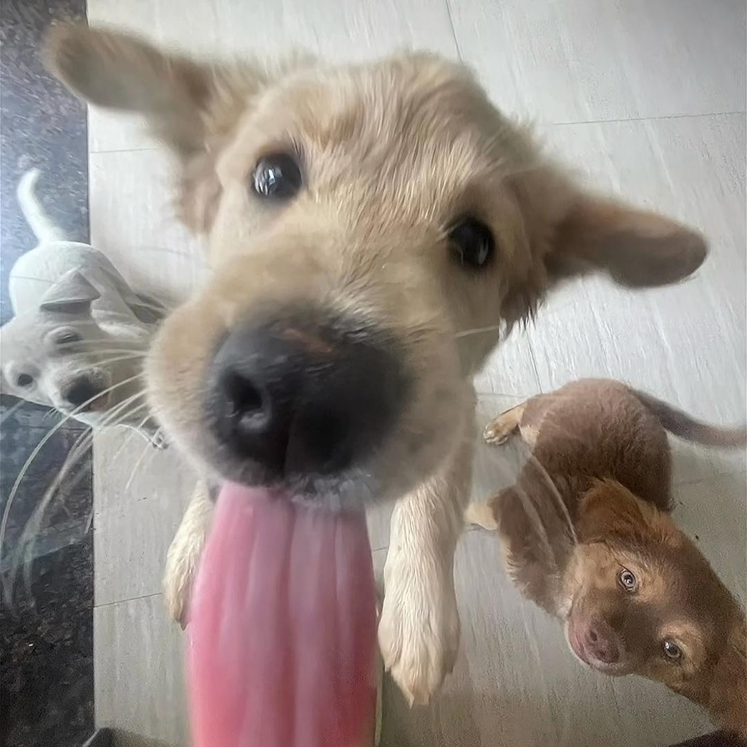 舔狗大王