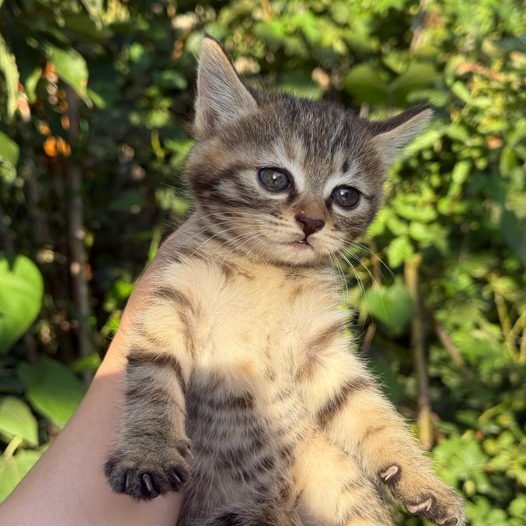 猫银优
