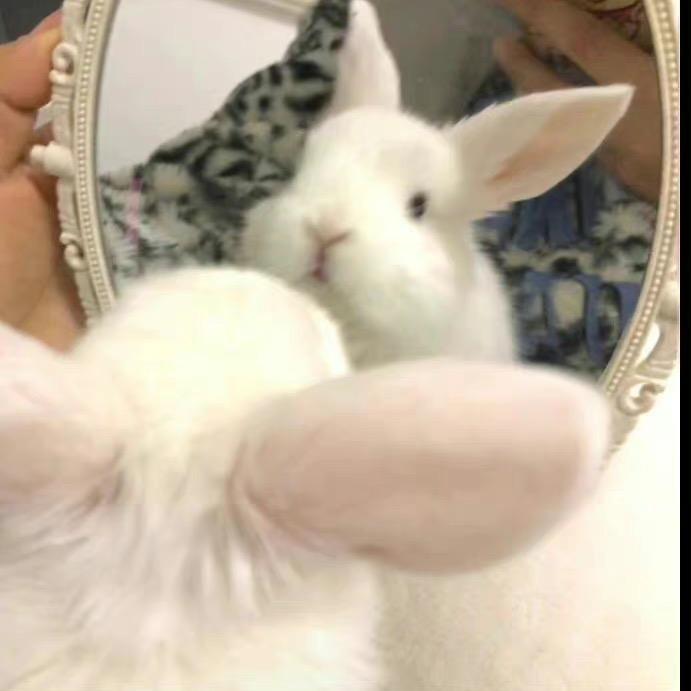 莓烦恼･ω･