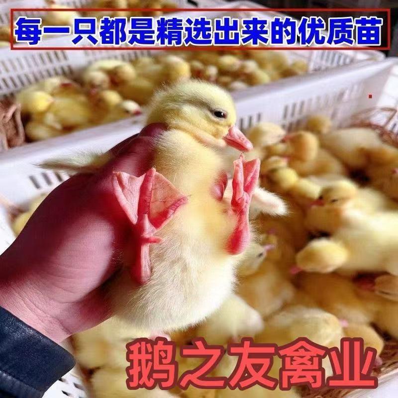 鹅之友禽业孵化基地