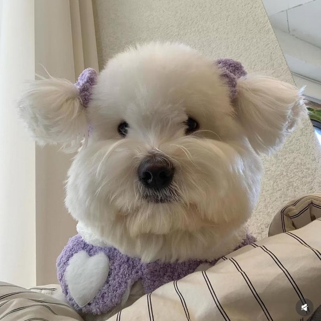 莫希❣️