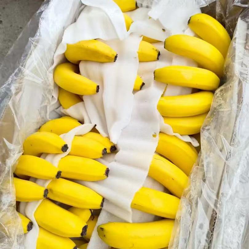 小王香蕉供应~果蔬批发