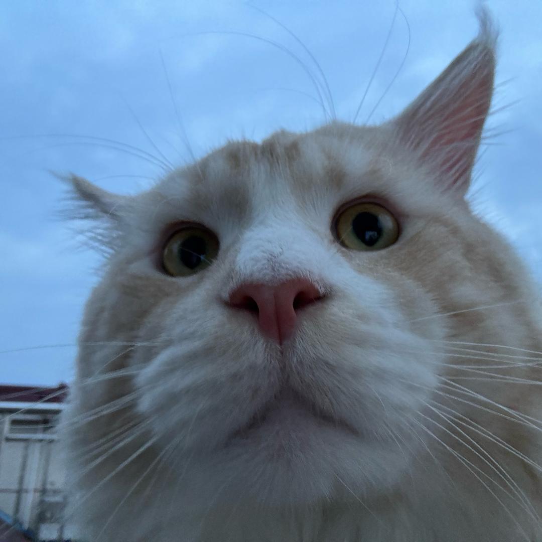 予左左
