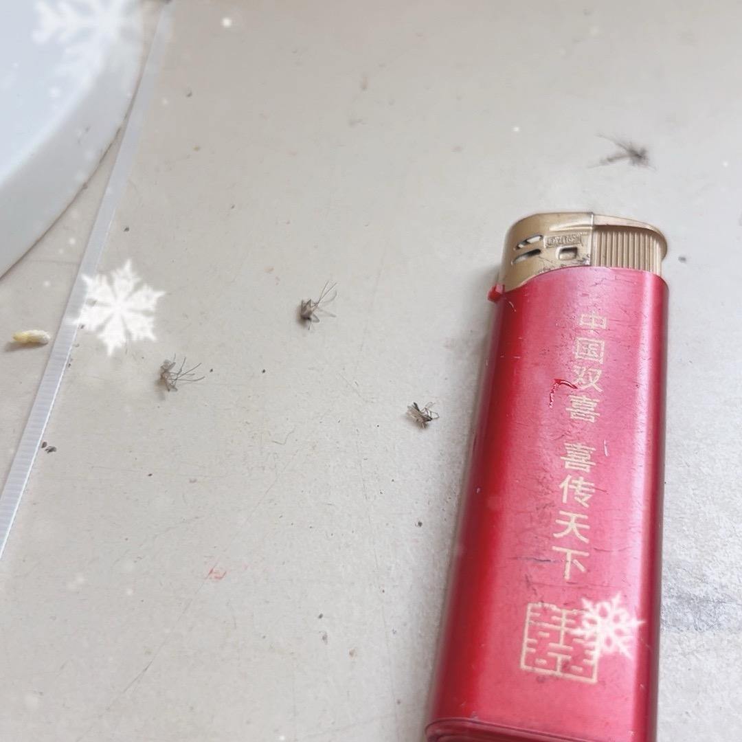 蚊子王