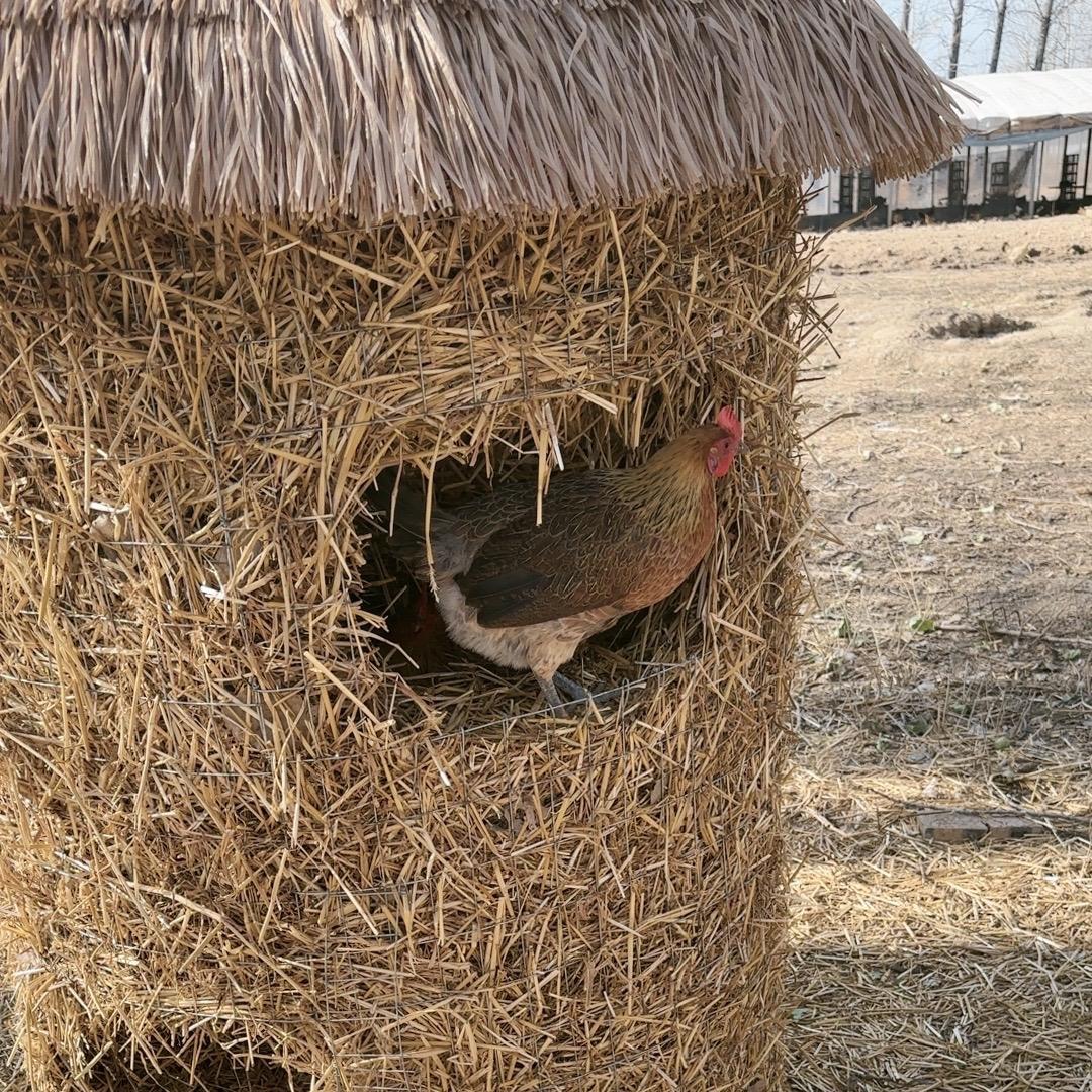 小强强农场