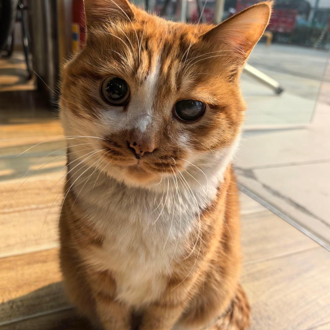 小小朦