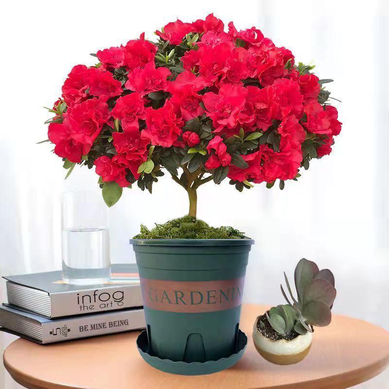 漳平市静芸花卉