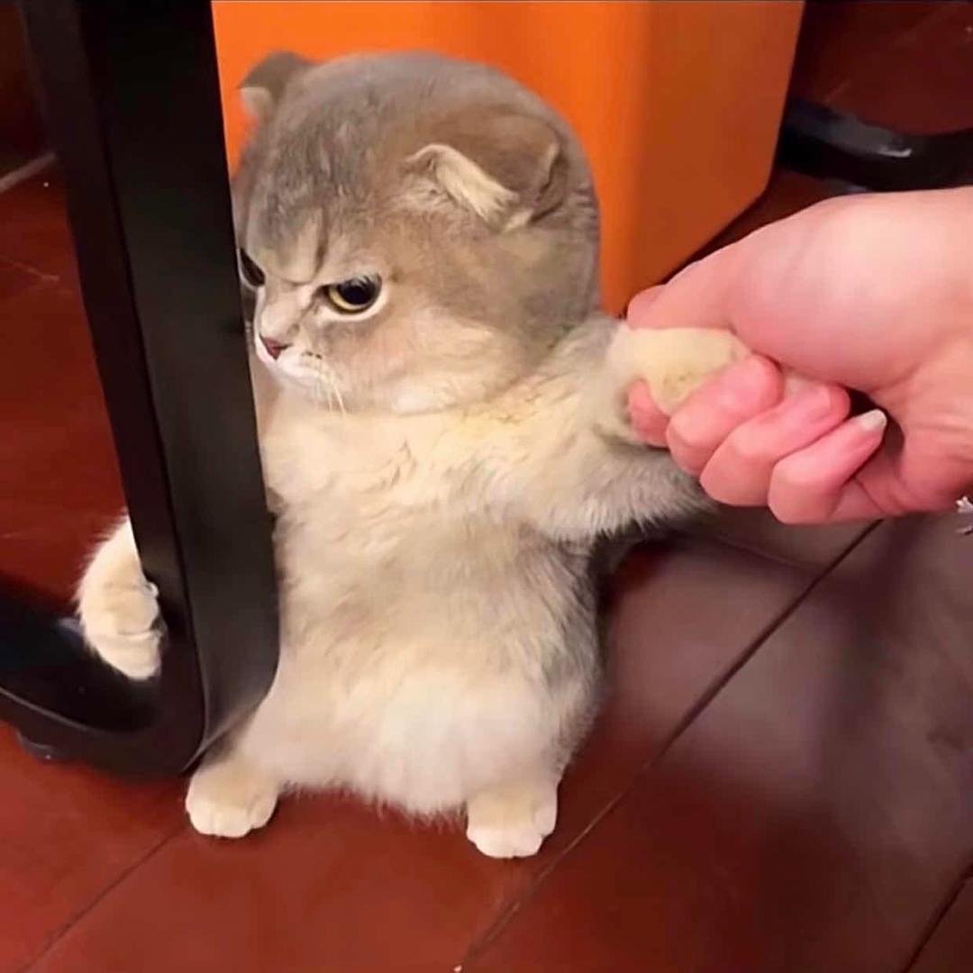H y 望
