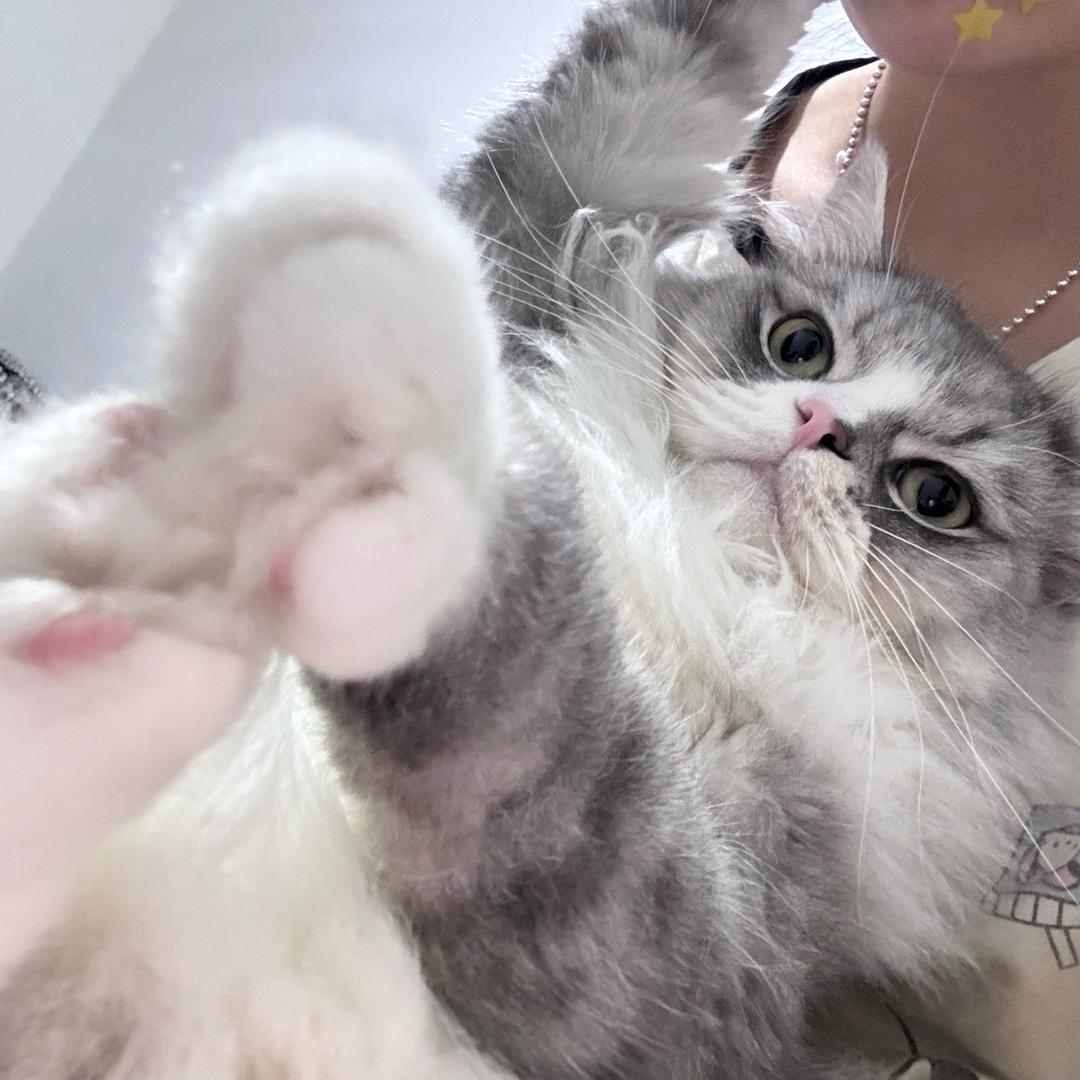 绵北黑眼圈