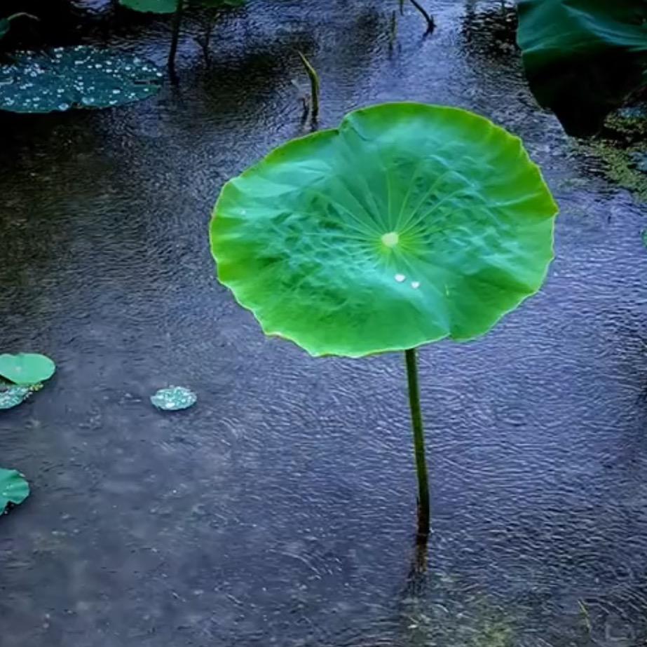 竹灯先生