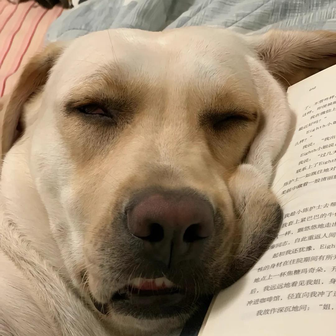 A.我和我的拉布拉多—Lala