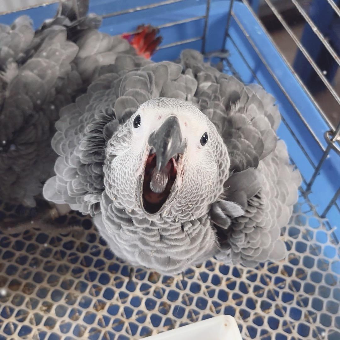 小辉、