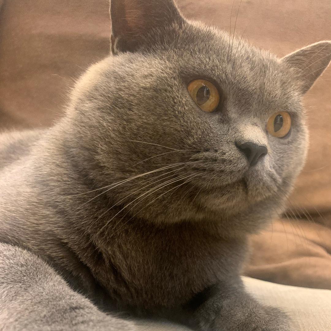 宁波市镇海区庄市一吱赵财猫宠物店
