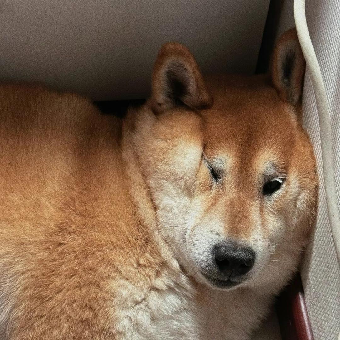 小柑橘🍊