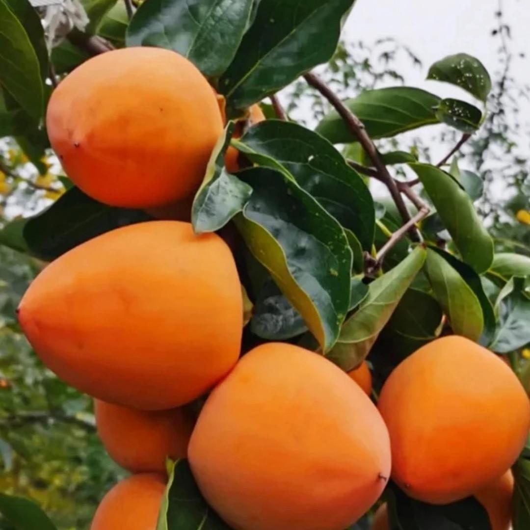 启霖农业（富平柿饼）