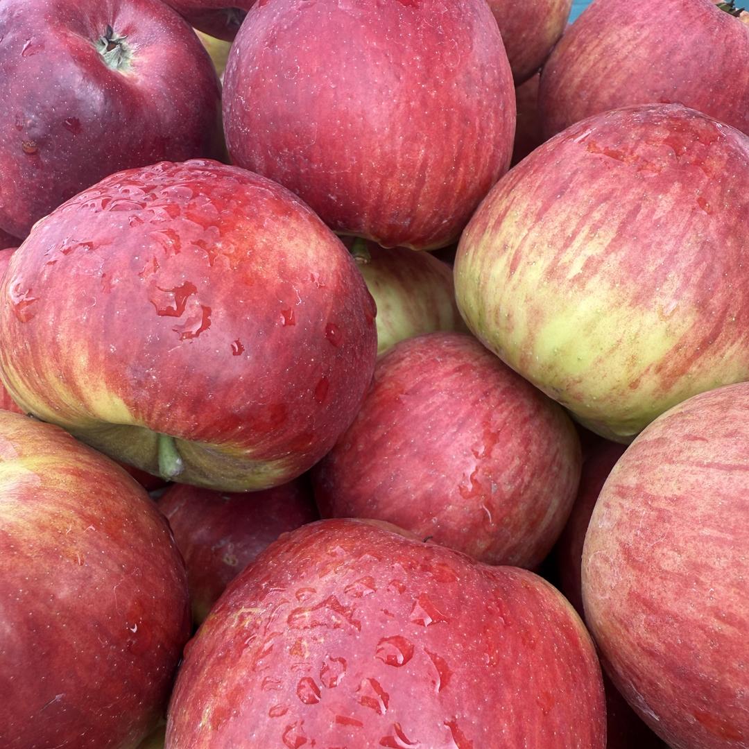 小丽鲜果优选农产