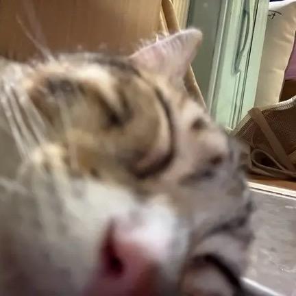 六元羊腿