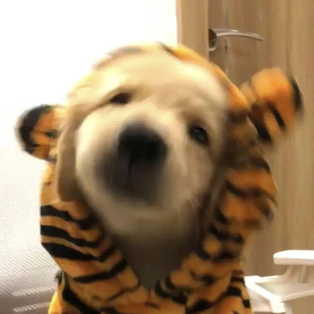泡芙小猫
