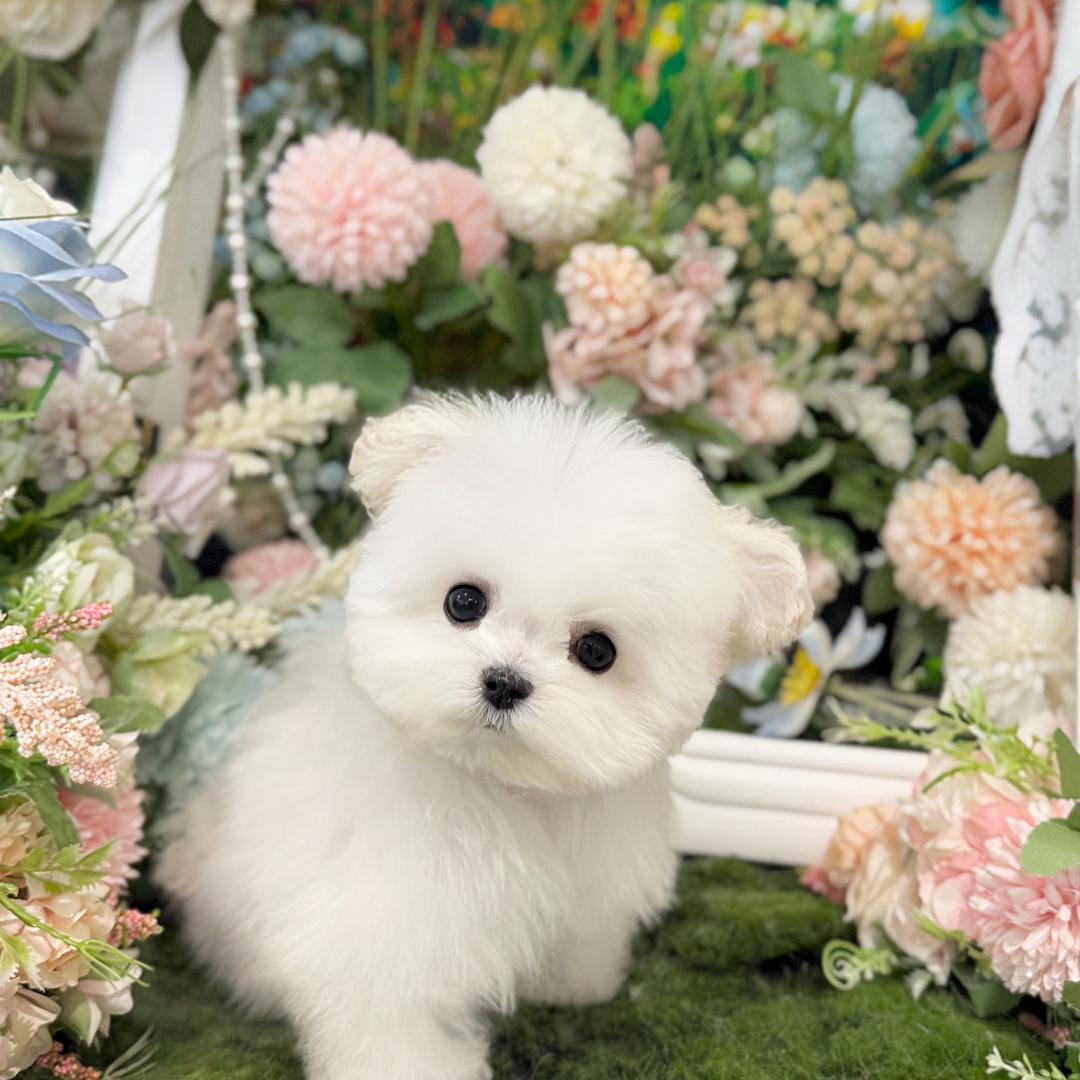 萌芽家约克夏与比熊