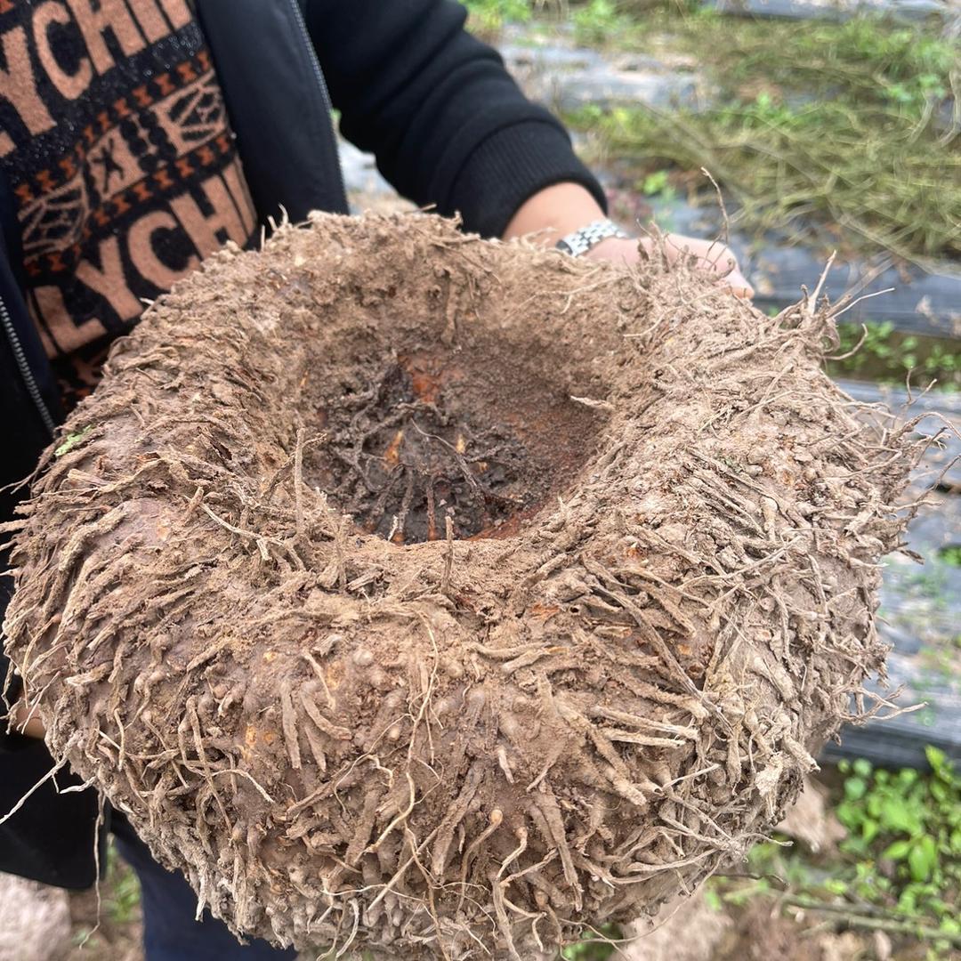 中山市美田农业科技有限公司