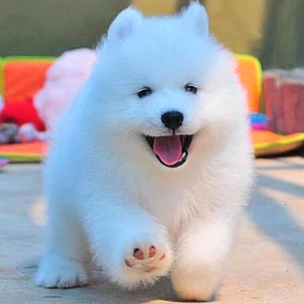 星星宠物店（犬舍，猫舍）