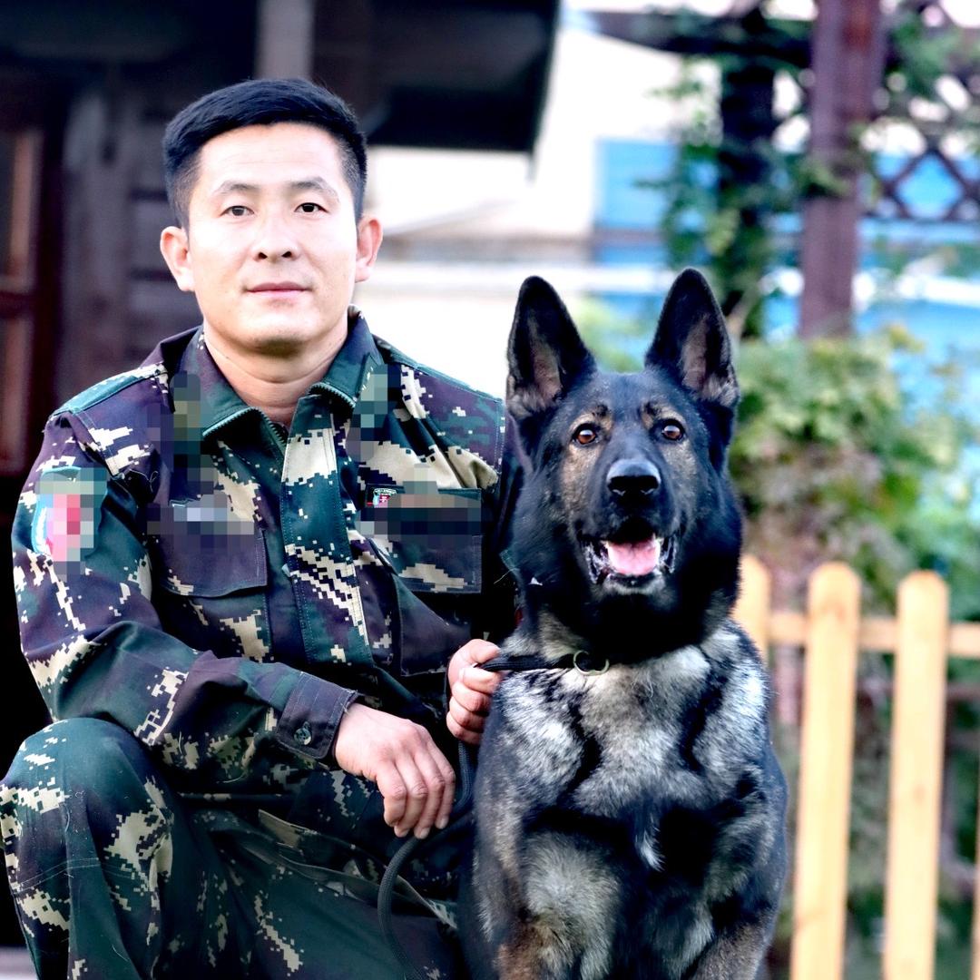 河南摩尔工作犬