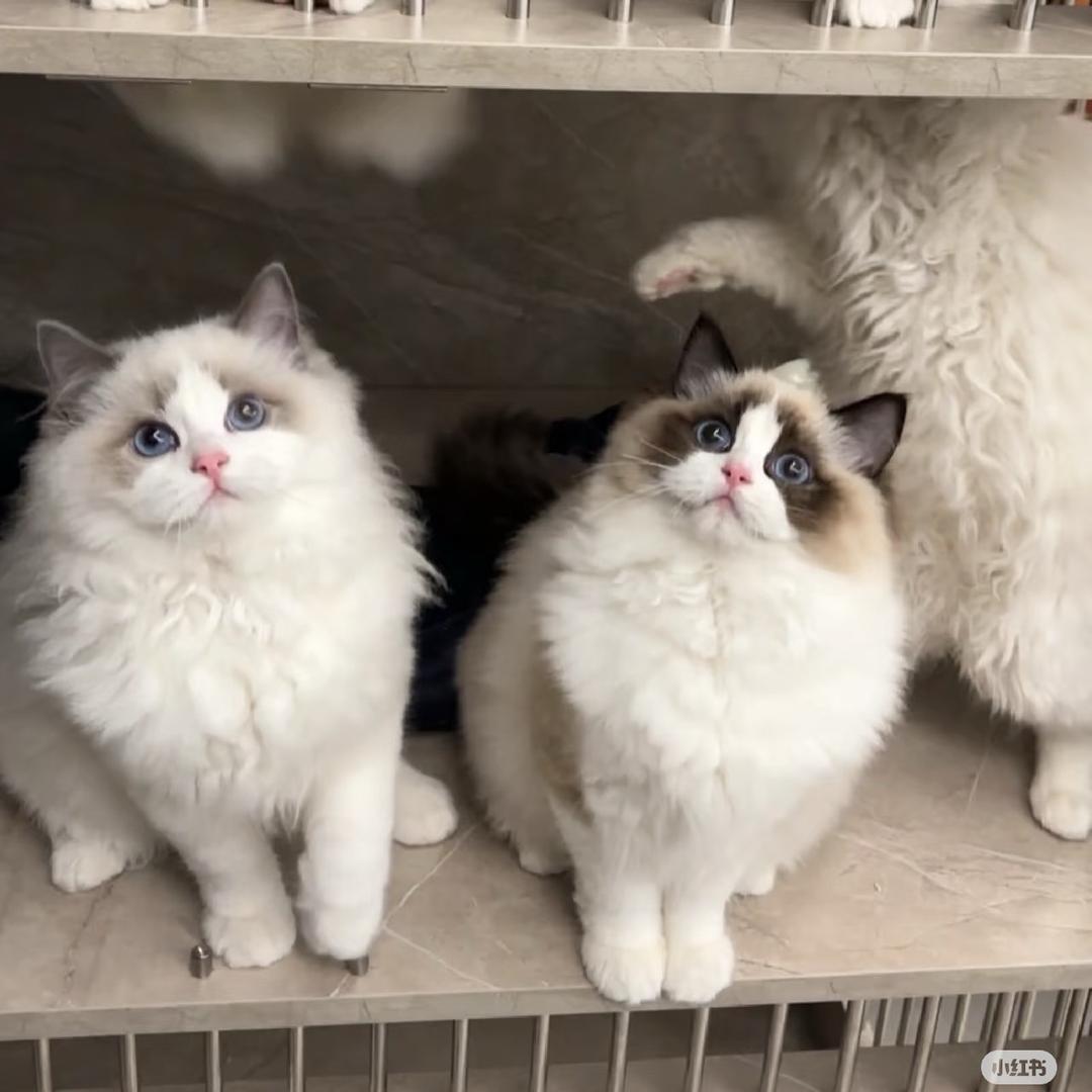 小谷家的猫