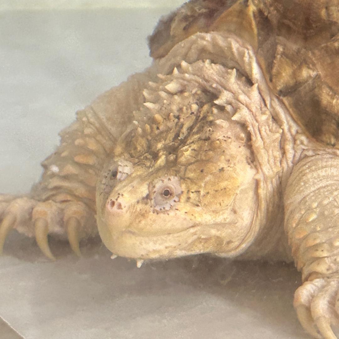 阿念黄白化佛鳄系列🐢